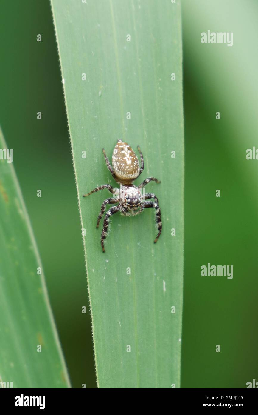 Jumping Spider sat on green leaf Stock Photo