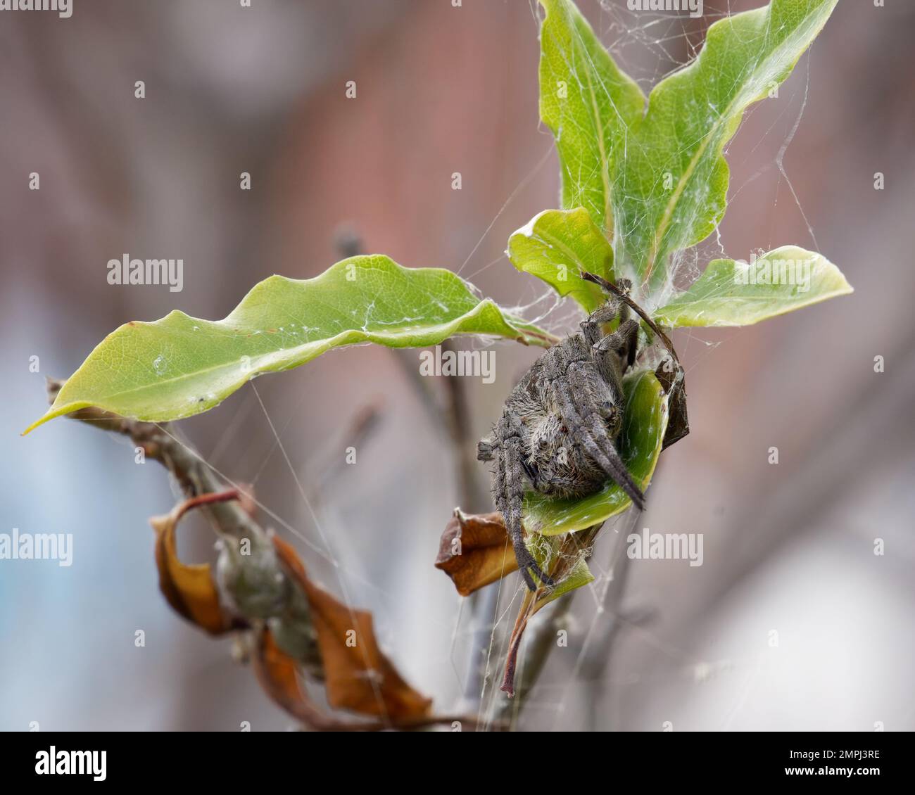 Wolf Spider crouched in leaves Stock Photo