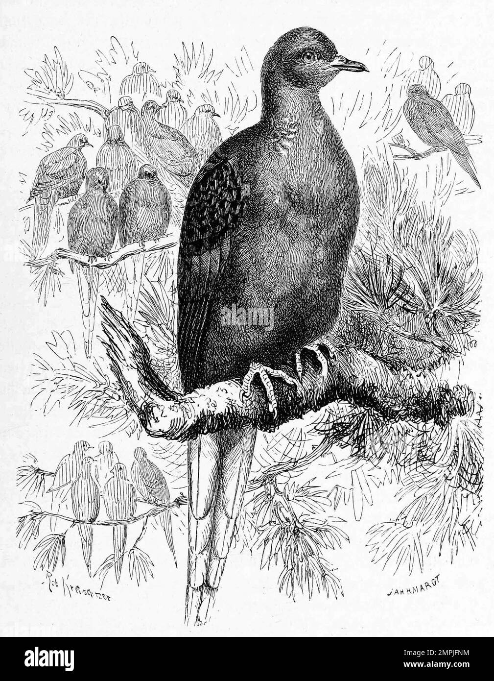 Vogel, Wandertaube, Ectopistes migratorius, eine Vogelart aus der Familie  der Tauben, Historisch, digital restaurierte Reproduktion von einer Vorlage  aus dem 18. Jahrhundert Stock Photo - Alamy