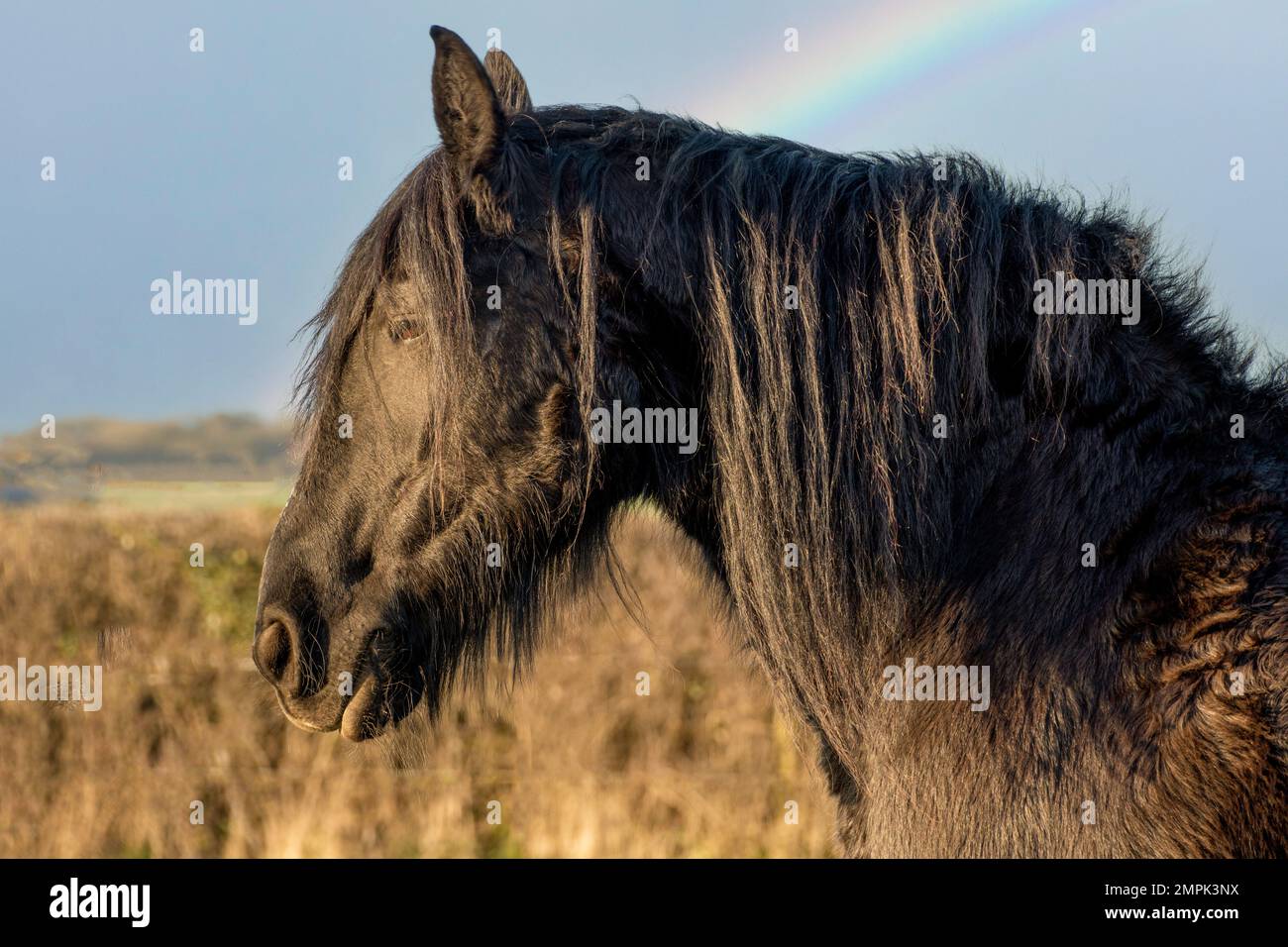 Friesian  horses  in sunshine  with  rainbow Stock Photo