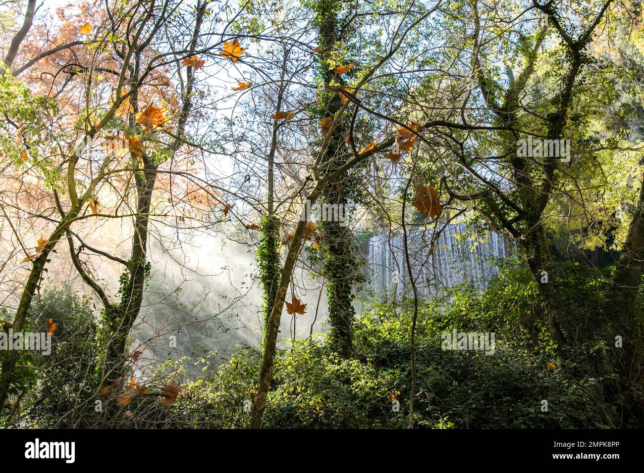Rays of light sneaking through the trees of a forest Stock Photo - Alamy