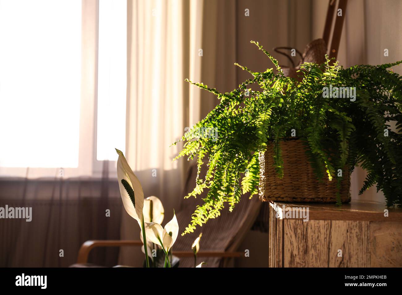 Beautiful potted plants near window indoors. Interior design idea Stock