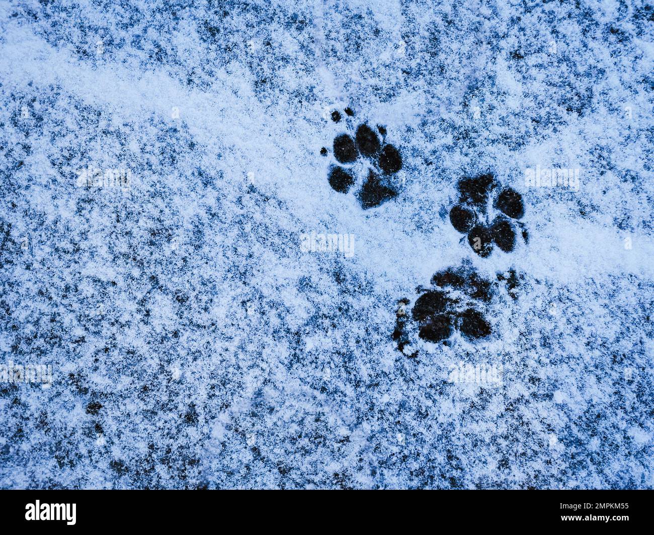Paw prints illustration walking hi-res stock photography and images - Alamy