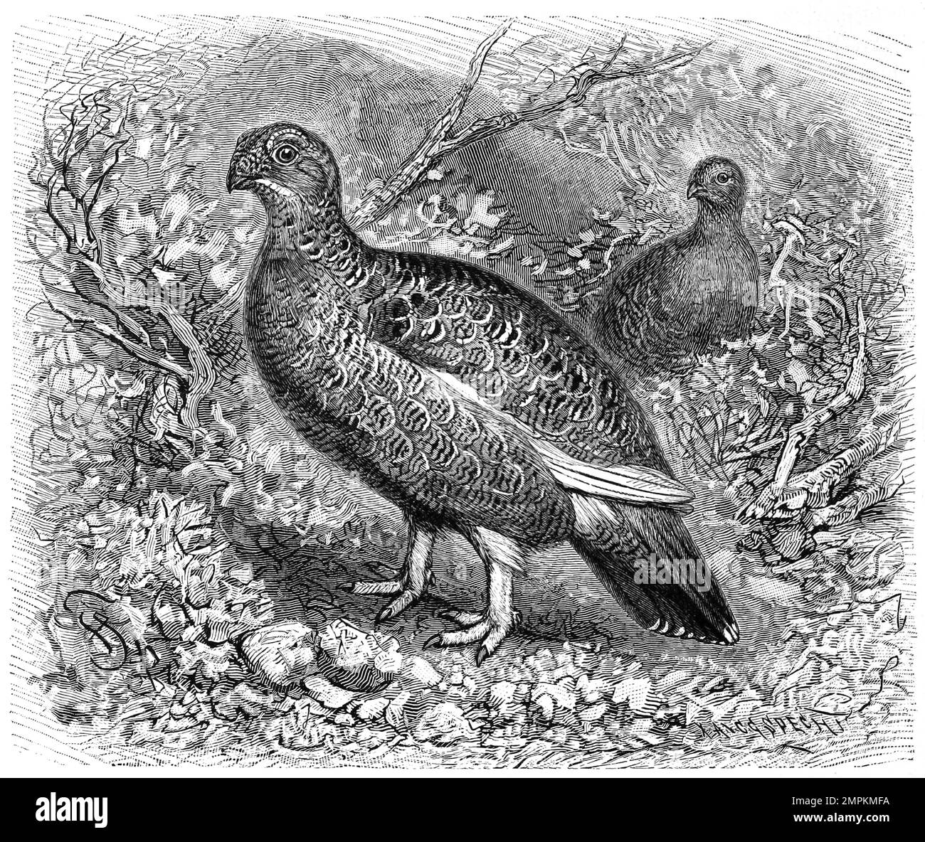 Vogel, Moorschneehuhn, Lagopus lagopus, eine Vogelart, die in der