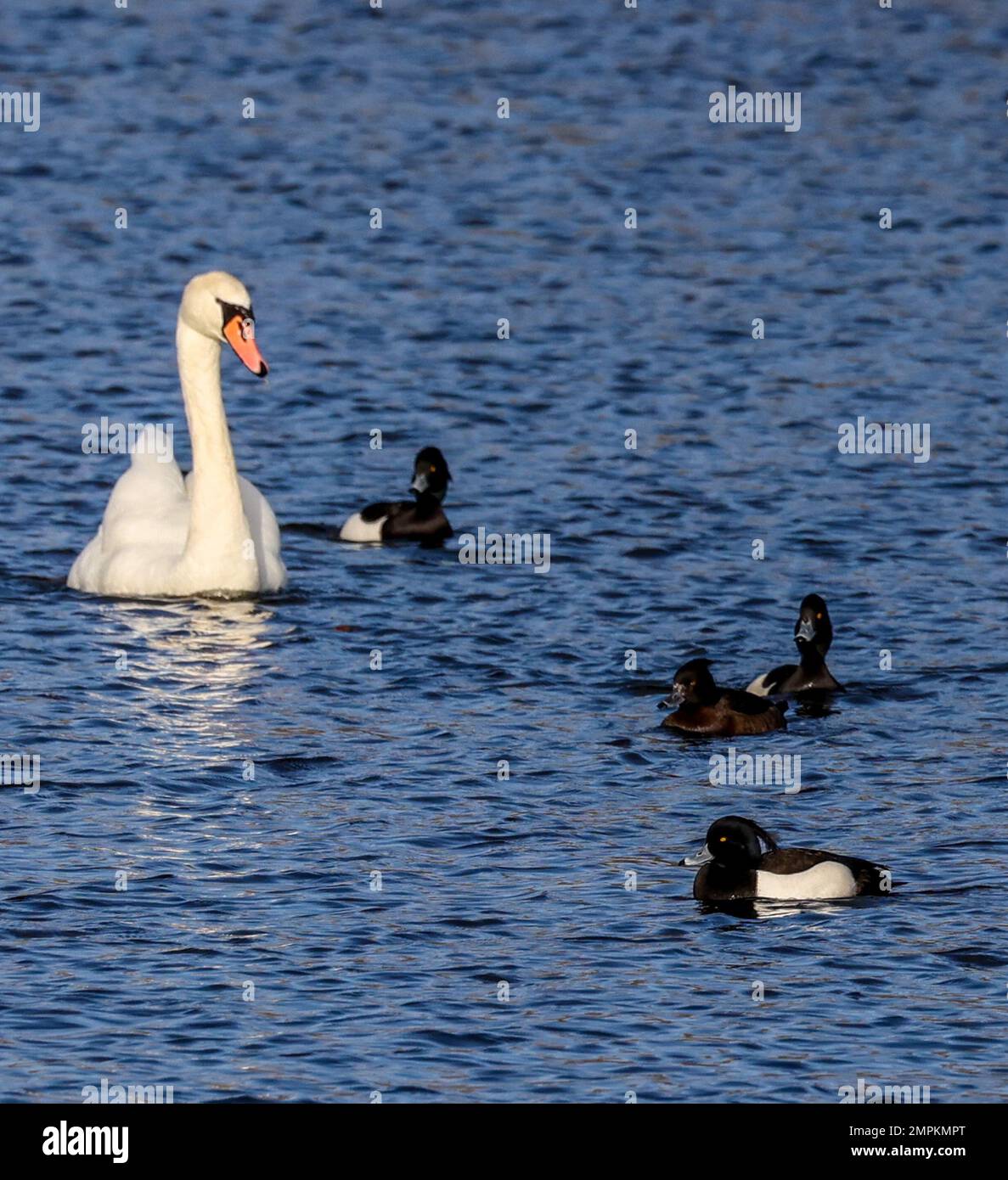 Kinnego, Lough Neagh, County Armagh, Northern Ireland, UK. 31 Jan 2023. UK weather – a mixed day of sunshine, rain, wind and showers before a wet and windy Wednesday.  Tufted ducks and a swan in the sunshine. Credit: CAZIMB/Alamy Live News. Stock Photo