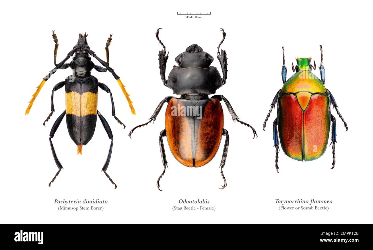 High resolution beetle poster artwork - 135MP Stock Photo - Alamy