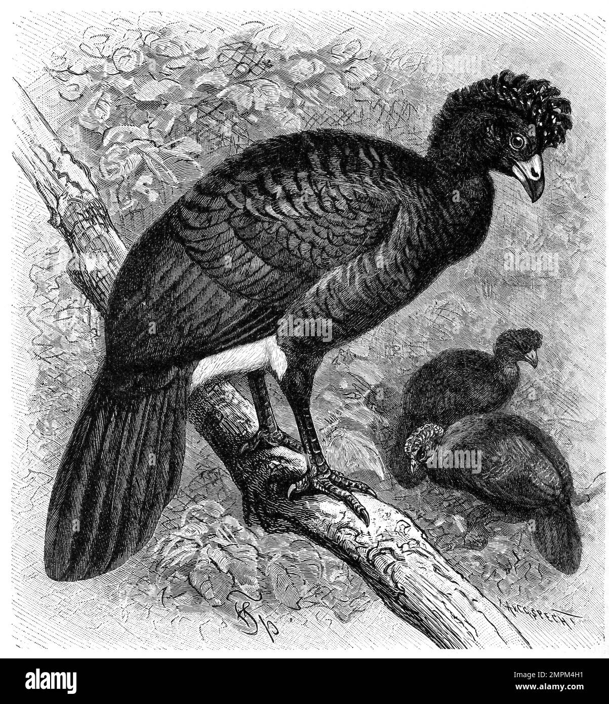 Vogel, Der schwarze Curassow, auch bekannt als Glattschnabel-Curassow und Crested Curassow, ist eine Vogelart aus der Familie Cracidae, Crax alector, Historisch, digital restaurierte Reproduktion von einer Vorlage aus dem 18. Jahrhundert Stock Photo