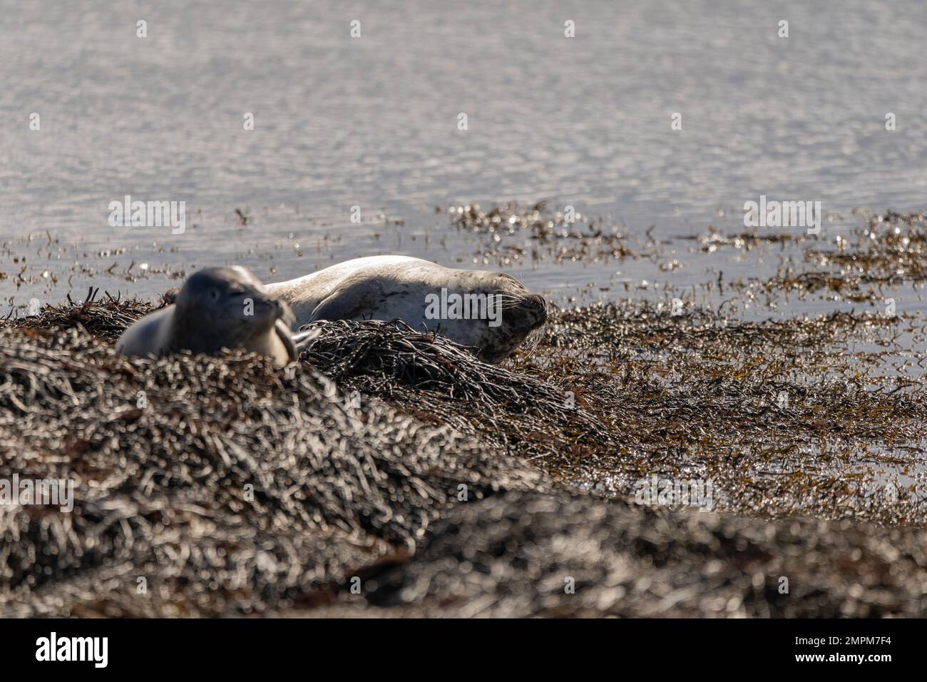 Seals on the beach in Island Stock Photo Alamy