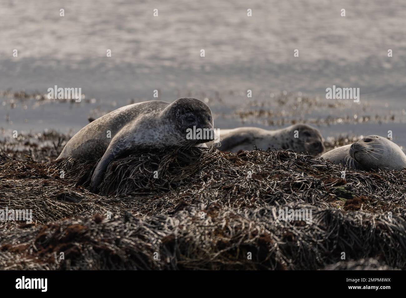 Seals on the beach in Island Stock Photo Alamy
