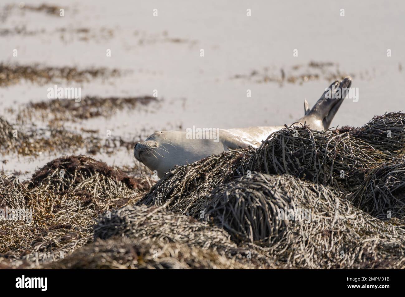 Seals on the beach in Island Stock Photo Alamy
