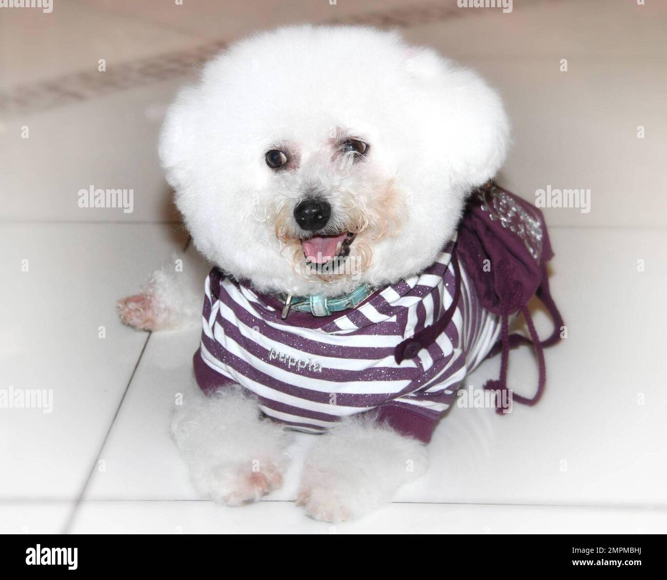 Poochie dog clothes shop