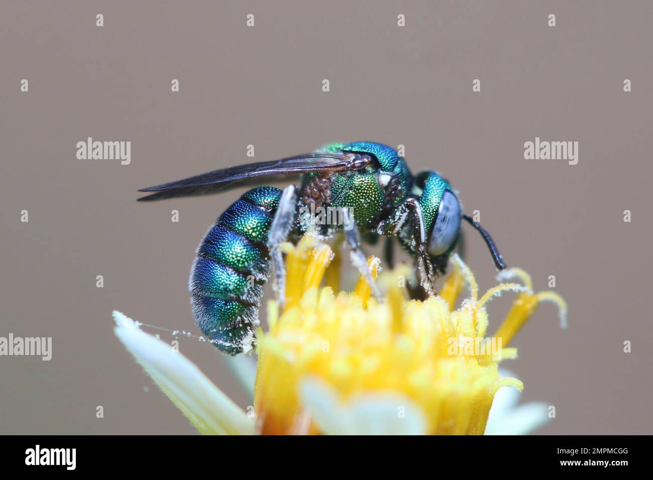 A closeup of a sweat bee on the flower Stock Photo