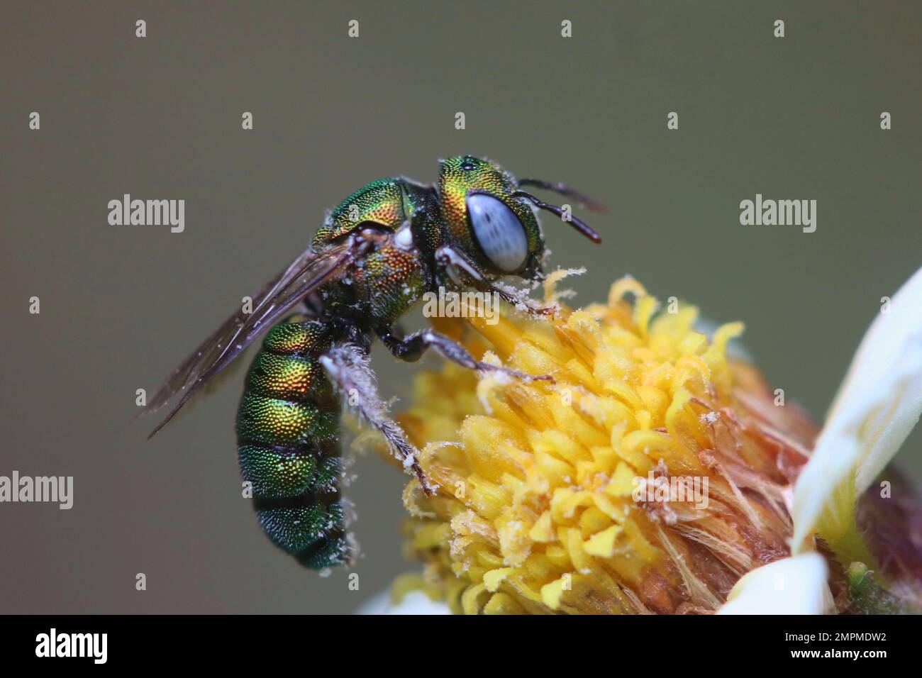 A closeup of a sweat bee on the flower Stock Photo