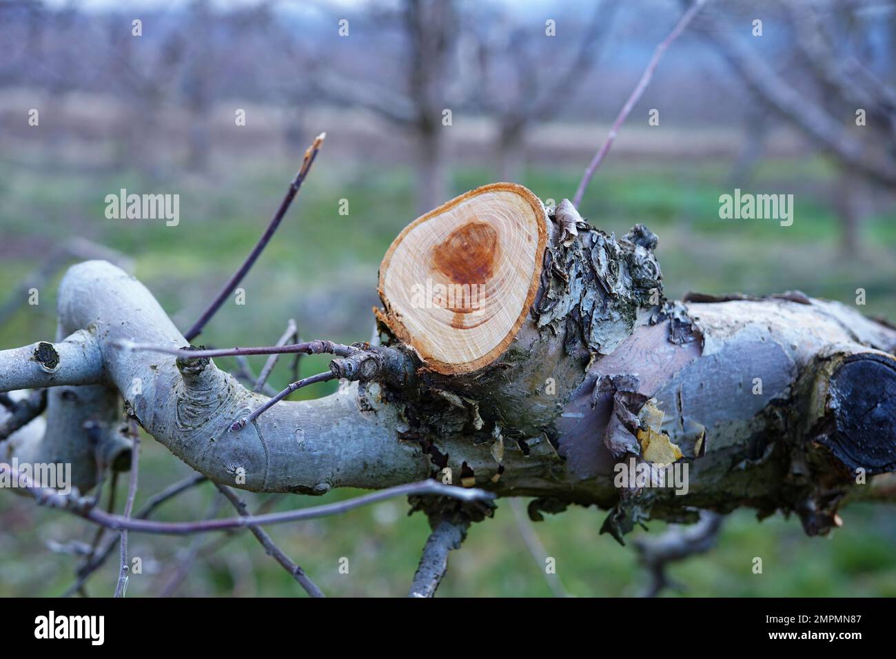Prune an apple tree hires stock photography and images Alamy
