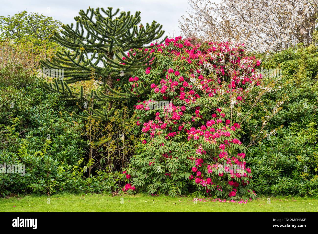 Monkey puzzle tree and rhododendron bushes in Lauriston Castle Gardens in Cramond, Edinburgh, Scotland, UK Stock Photo