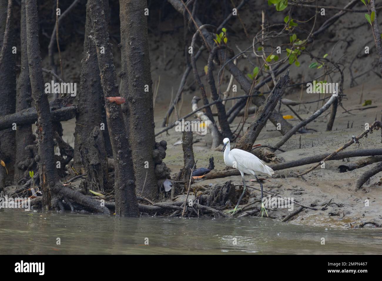 An Egret foraging near the edge of water in Sunderban National Park (West Bengal, India) Stock Photo