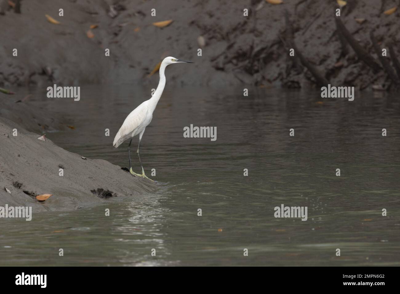 An Egret foraging near the edge of water in Sunderban National Park (West Bengal, India) Stock Photo