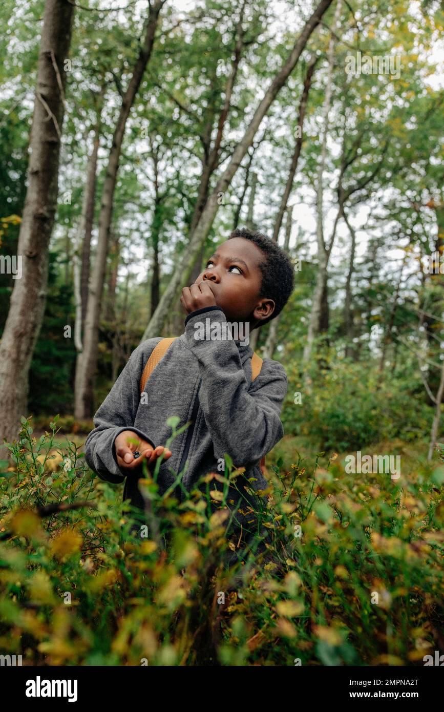 Boy looking up while eating berries near plants in forest Stock Photo
