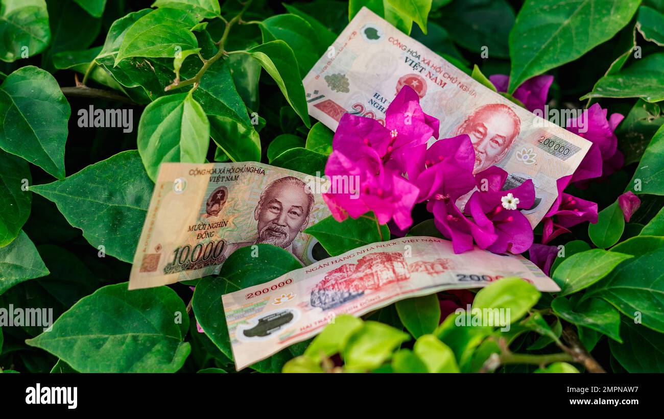 Vietnamese Money Currency 200 000 And 10 000 Dong Banknote Flower vietnamese-money-currency-200-000-and-10-000-dong-banknote-flower