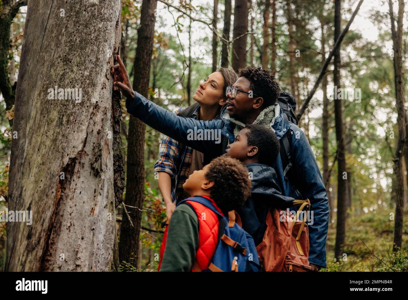 Father showing tree while talking with family during vacation in forest ...