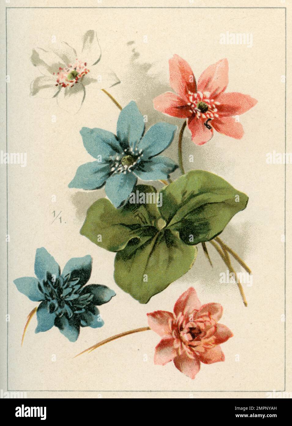 liverwort Hepatica nobilis,  (garden book, 1896), Leberblümchen Stock Photo