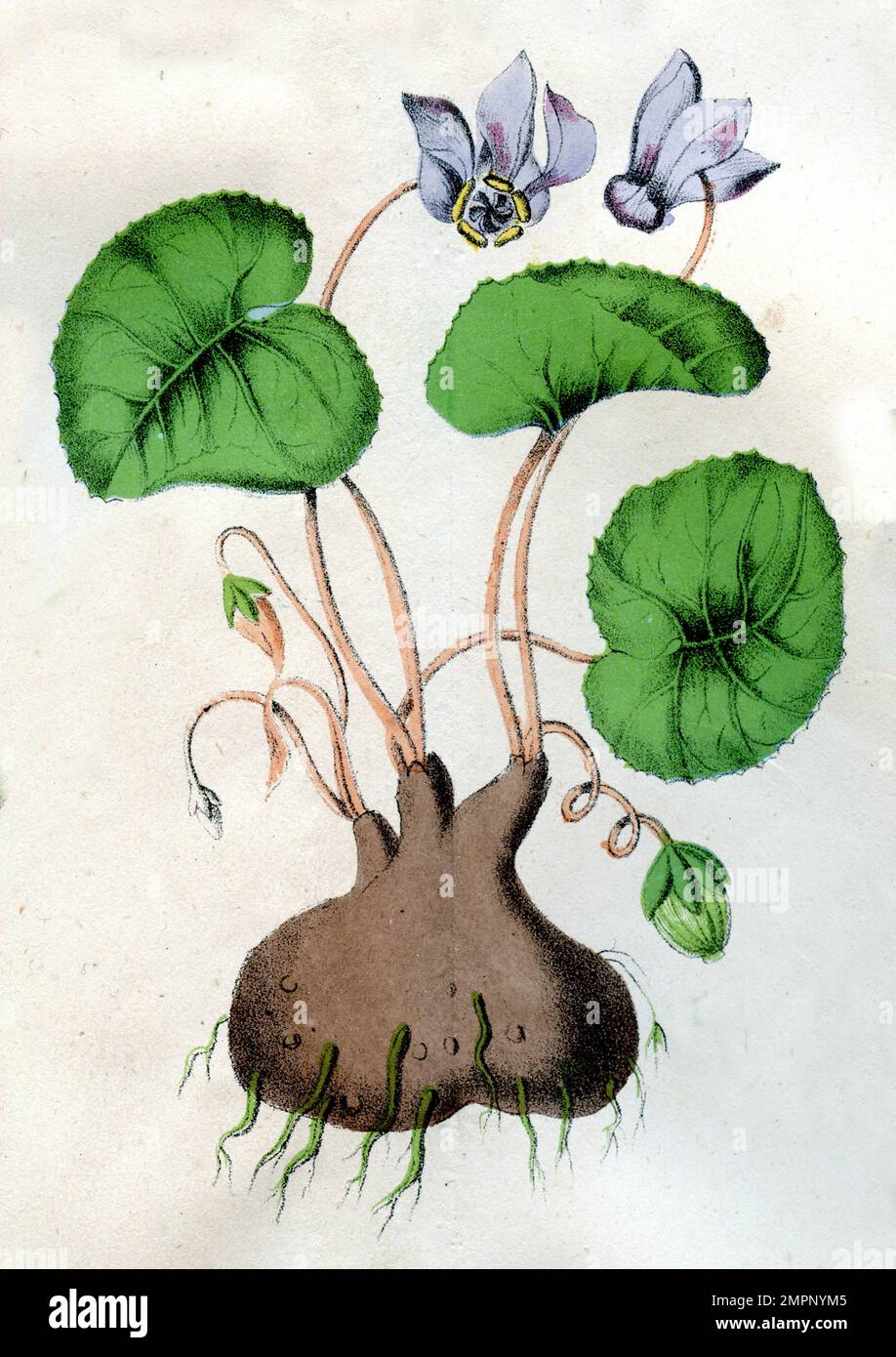 European cyclamen Cyclamen purpurascens,  (botany book, ), Europäisches Alpenveilchen Stock Photo