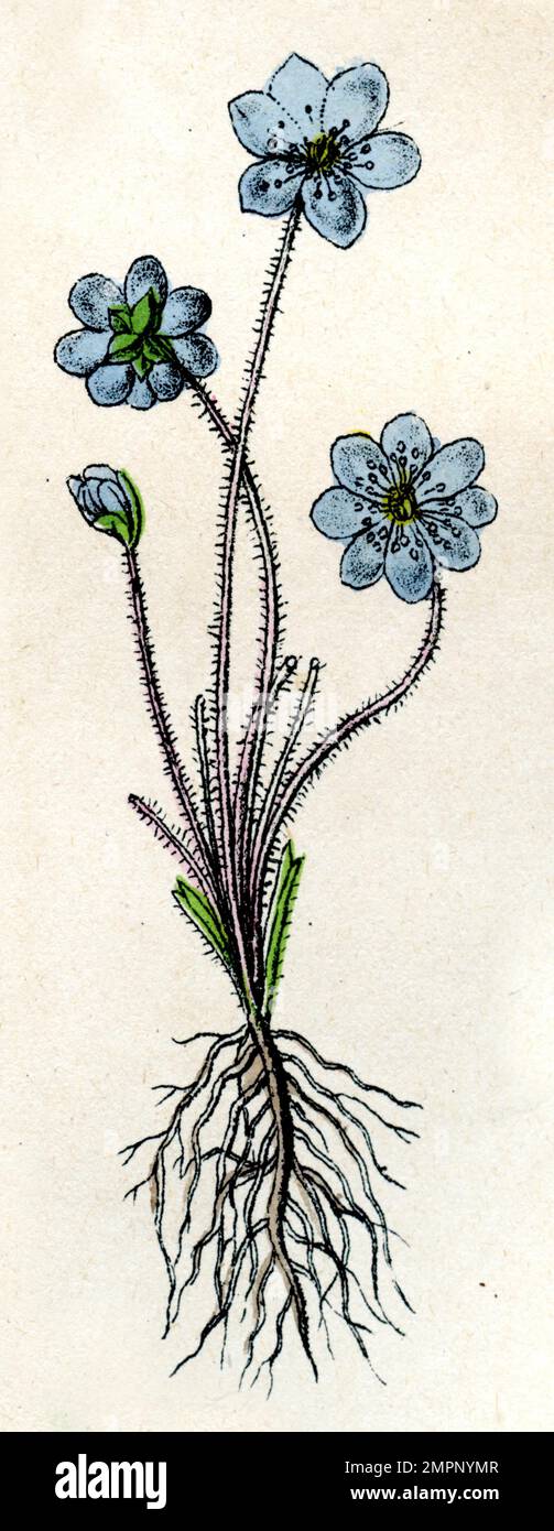 liverwort Hepatica nobilis,  (botany book, ), Leberblümchen Stock Photo