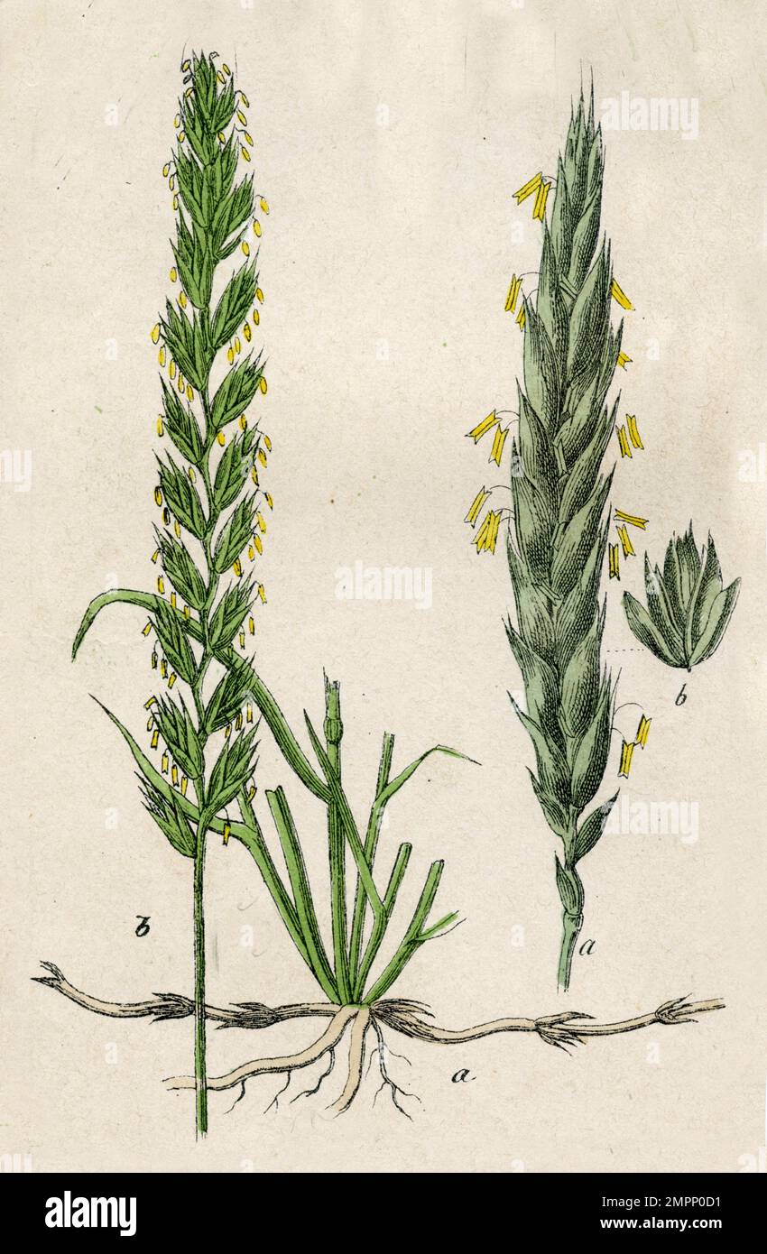 quackgrass Elymus repens,  (botany book, 1879), Quecke Stock Photo