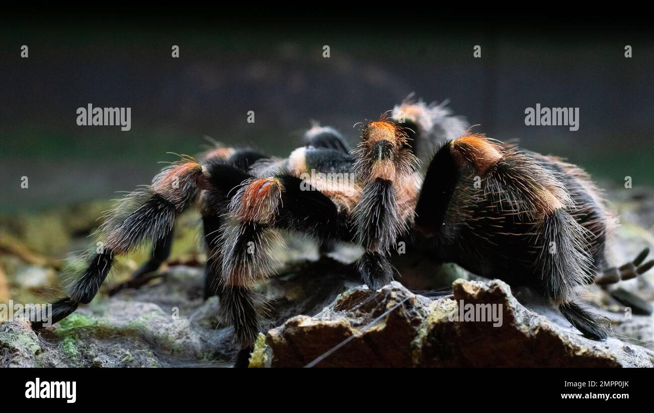 Brachypelma hamorii tarantula Stock Photo