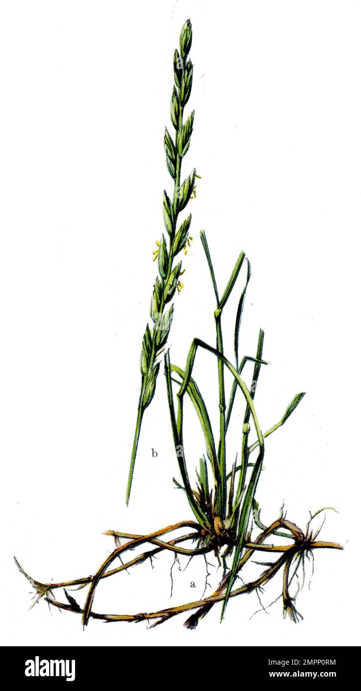 quackgrass Elymus repens,  (botany book, 1909), Quecke Stock Photo