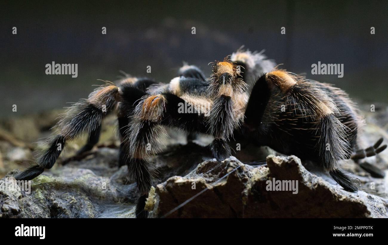 Brachypelma hamorii tarantula Stock Photo