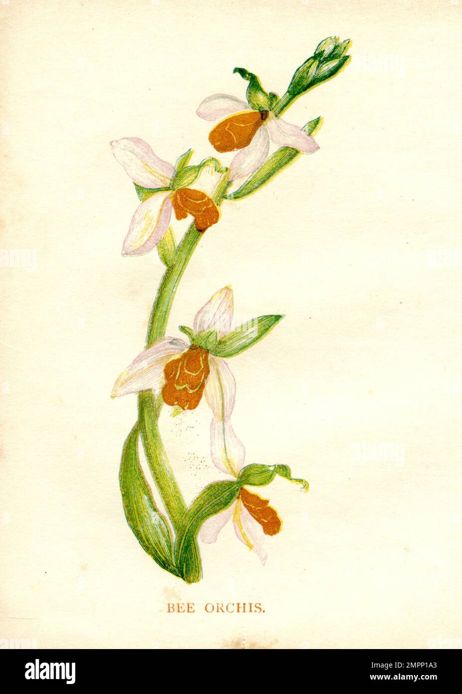 Bee orchid Ophrys apifera,  (, ), Bienen-Ragwurz Stock Photo