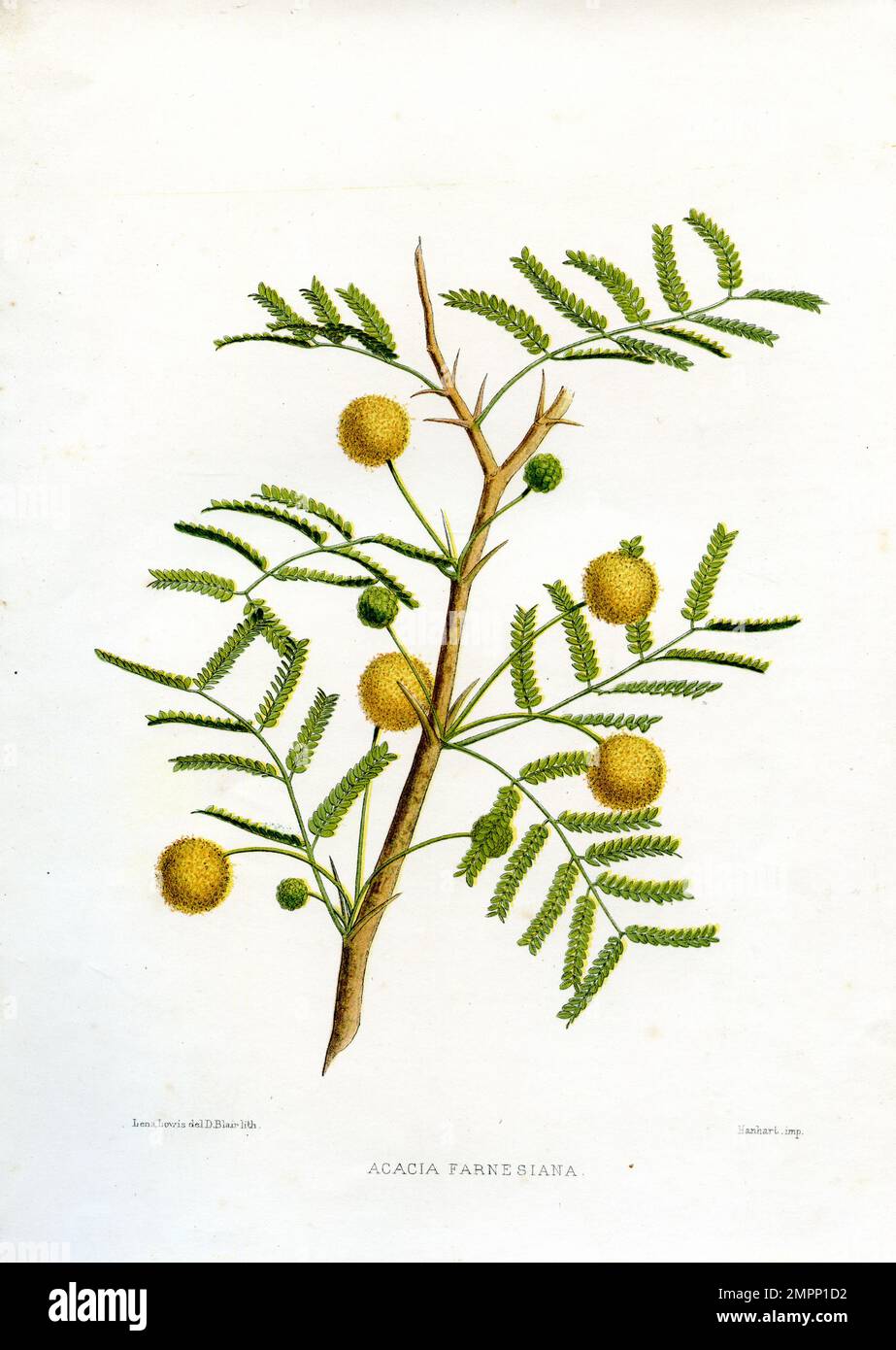 sweet acacia Vachellia farnesiana, Lena Lowis (botany book, 1878), Süße Akazie Stock Photo