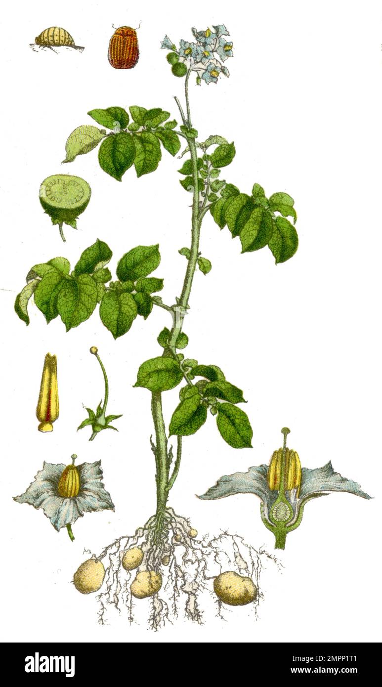 potato Solanum tuberosum,  (botany book, 1900), Kartoffel Stock Photo