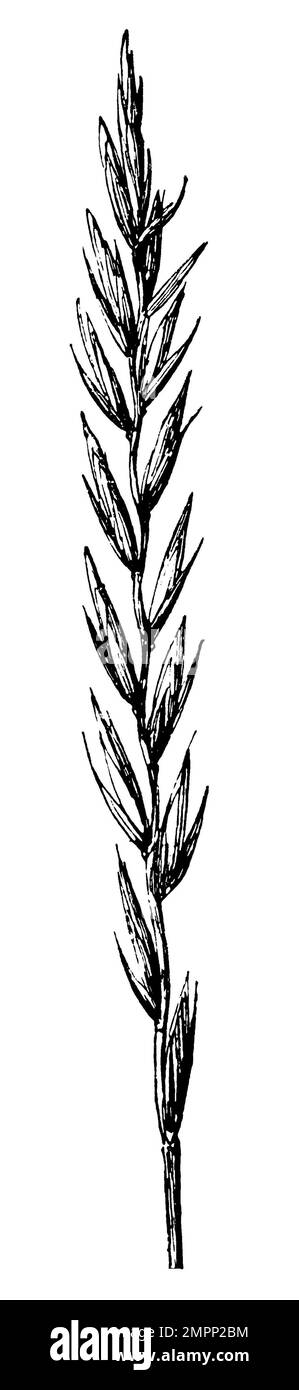 quackgrass, Elymus repens,  (botany book, 1909), Quecke, chiendent commun Stock Photo