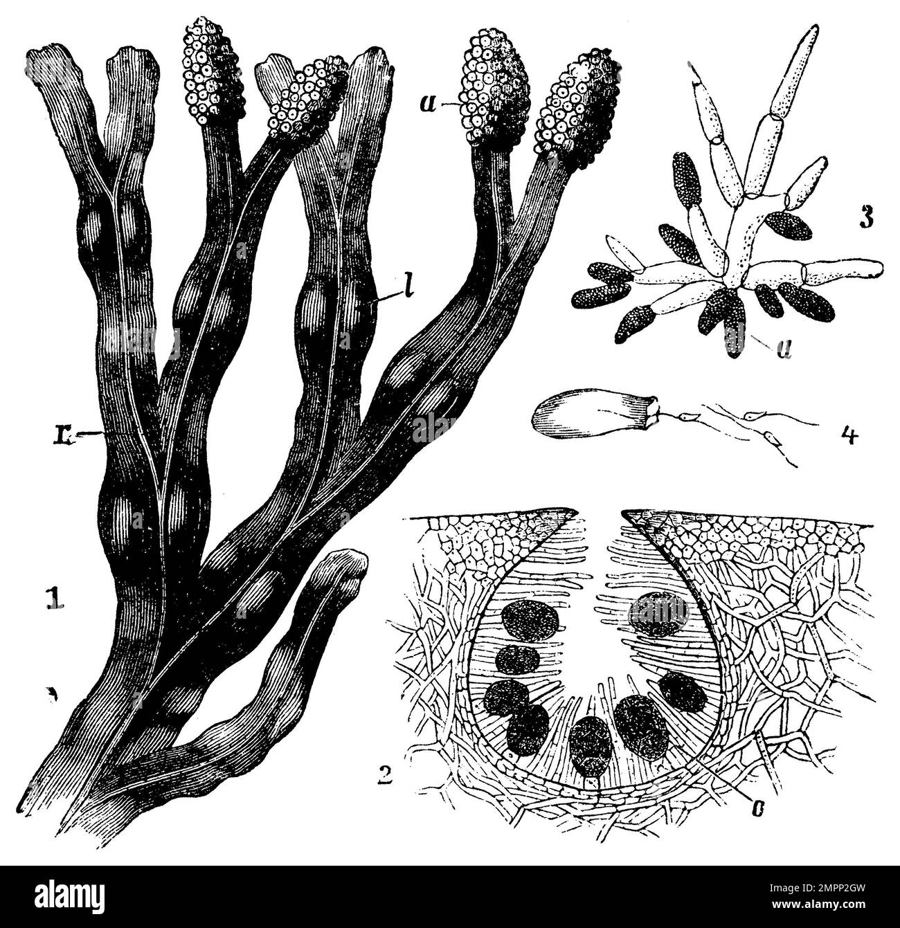 Fucus vesiculosus, 1. piece of alga, l air bubbles, r rib, a cavities, 2. section through a cavity with oogonia (o), 3. antheridia (a), spermatozoids hatching from an antheridium., Fucus vesiculosus, anonym (botany book, 1910), Blasentang, 1. Stück der Alge, l Luftblasen, r Rippe, a Hohlräume, 2. Durchschnitt durch einen Hohlraum mit Oogonien (o), 3. Antheridien (a), Spermatozoiden aus einem Antheridium ausschlüpfend, Fucus vésiculeux, 1. morceau d'algue, l bulles d'air, r côte, a cavités, 2. section à travers une cavité avec oogonies (o), 3. anthéridies (a), spermatozoïdes émergeant d'un anth Stock Photo