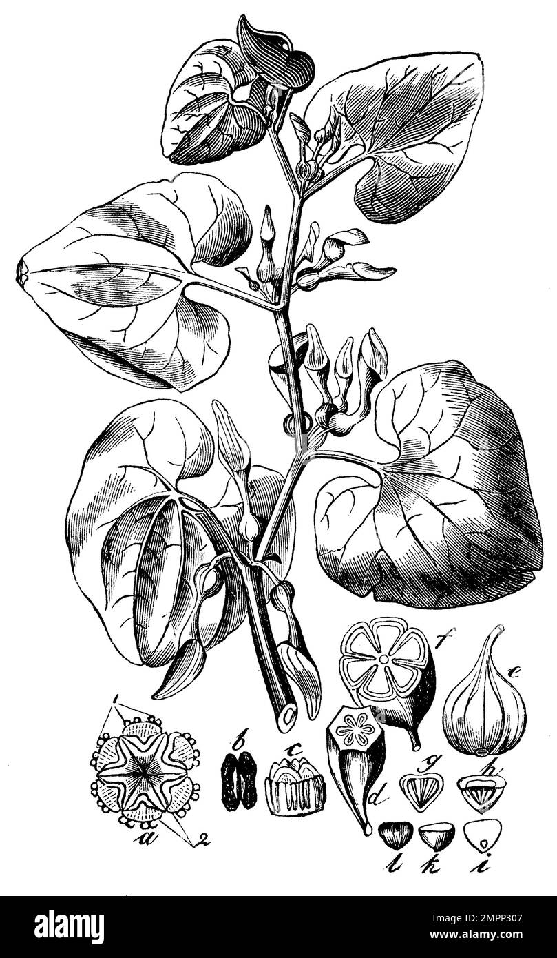 birthwort, Aristolochia clematitis, anonym (biology book, 1881), Aufrechte Osterluzei, Aristoloche clématite Stock Photo