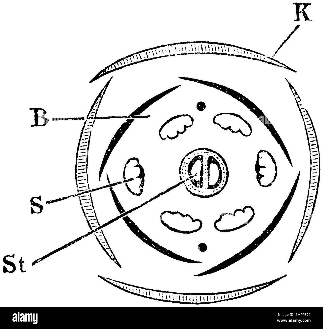 spindle, flower diagram, Euonymus europaeus, anonym