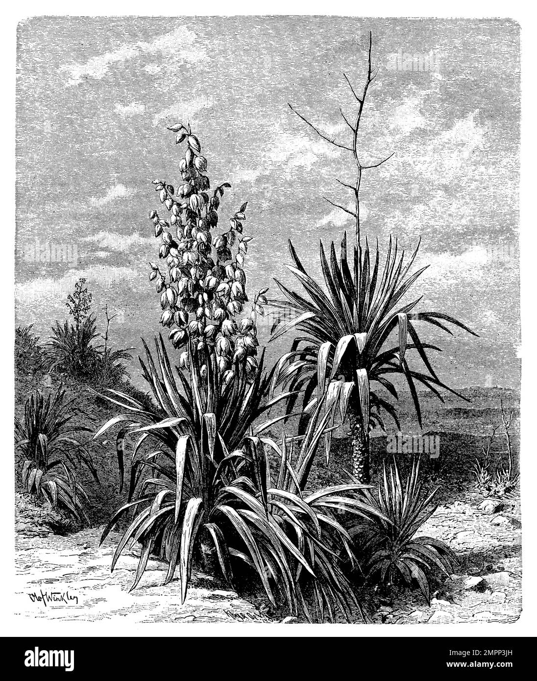 moundlily yucca, Yucca gloriosa, Olof Winkler (botany book, 1888), Kerzen-Palmlilie, Yucca superbe Stock Photo