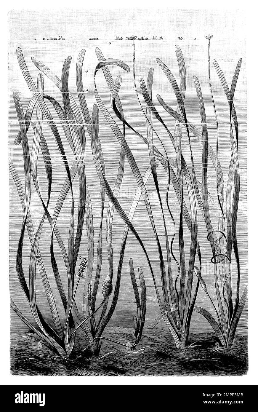 eelgrass, Vallisneria spiralis,  (botany book, 1888), Wasserschraube, vallisnérie Stock Photo