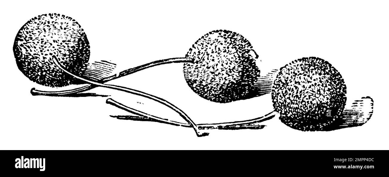 sweet acacia, Vachellia farnesiana,  (encyclopedia, 1890), Süße Akazie, Cassier Stock Photo