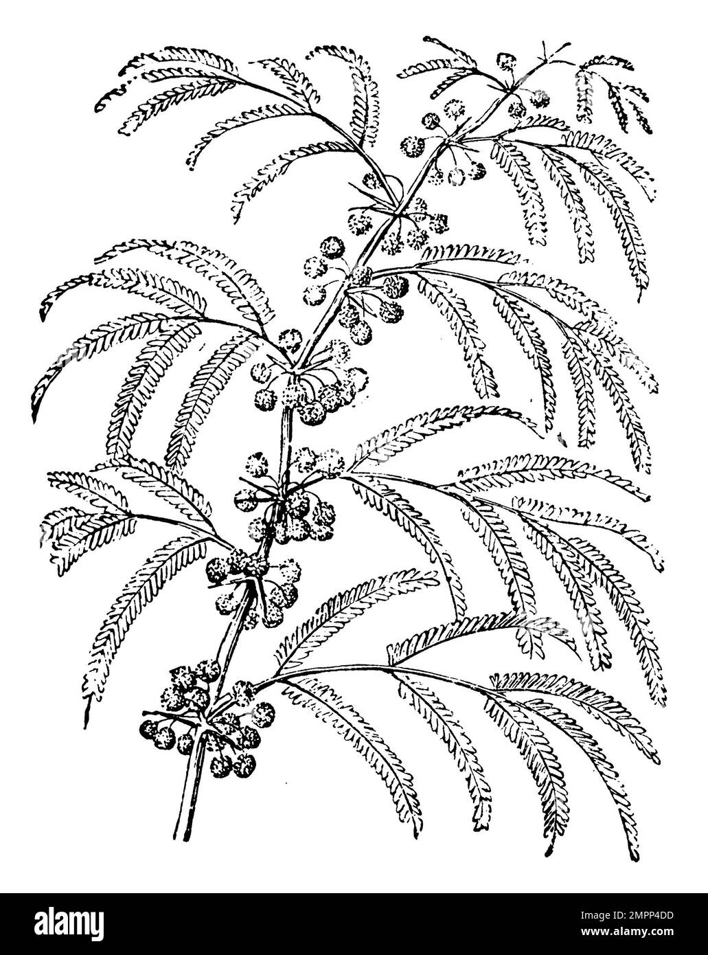 sweet acacia, Vachellia farnesiana,  (encyclopedia, 1890), Süße Akazie, Cassier Stock Photo