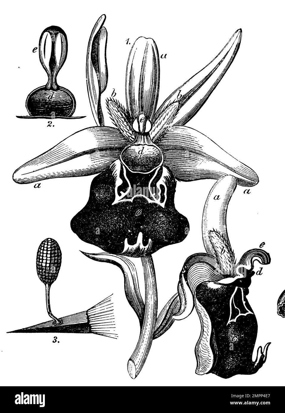 Ophrys sphegodes, Two flowers, seen from the front and from the side, aaa the three outer perigonal leaves (calyx), bbc the three inner corollas, c lip, d stigma, e stylar column, 2 stamen e with two pollen masses, seen from the front, d stigma, 8 pencil tip with a pollen mass adhering to it., Ophrys sphegodes,  (botany book, 1898), Große Spinnen-Ragwurz,  Zwei Blüten, von vorn und von der Seite betrachtet, aaa die drei äußeren Perigonblätter (Kelch), bbc die drei innen Kronen, c Lippe, d Narbe, e Griffelsäule, 2 Staubgefäß e mit zwei Pollenmassen, von vorn gesehen, d Narbe, 8 Bleistiftspitze Stock Photo