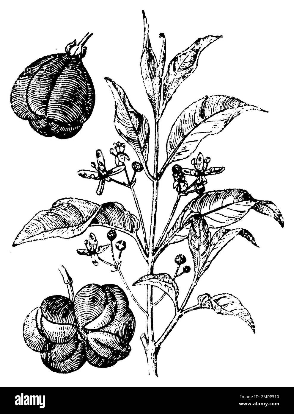 spindle / Euonymus europaeus / Pfaffenhütchen (botany book, ca
