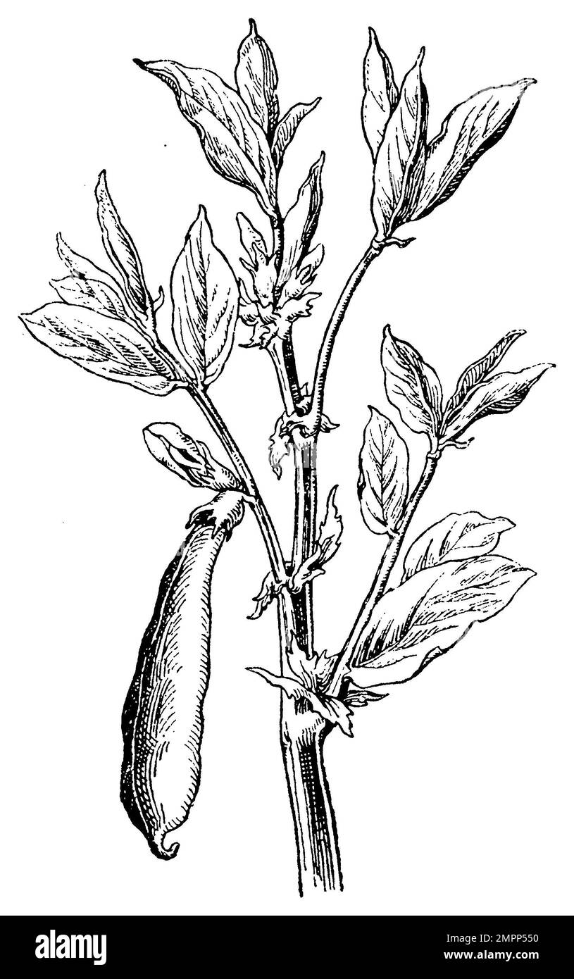 Field bean; Broad bean, Pork bean, Fava bean, Thick bean, Large bean