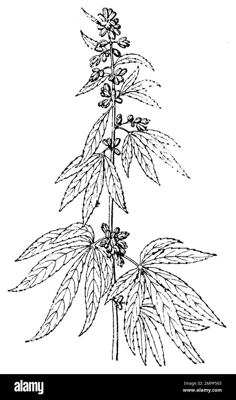 Drawing of cannabis sativa flowers hi-res stock photography and images ...