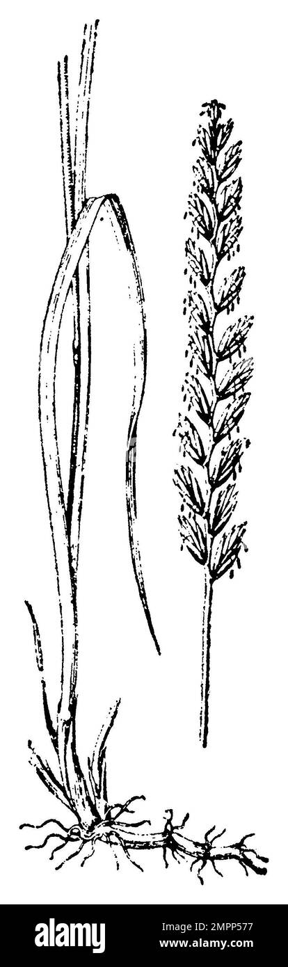 quackgrass, Elymus repens,  (botany book, 1910), Quecke, chiendent commun Stock Photo