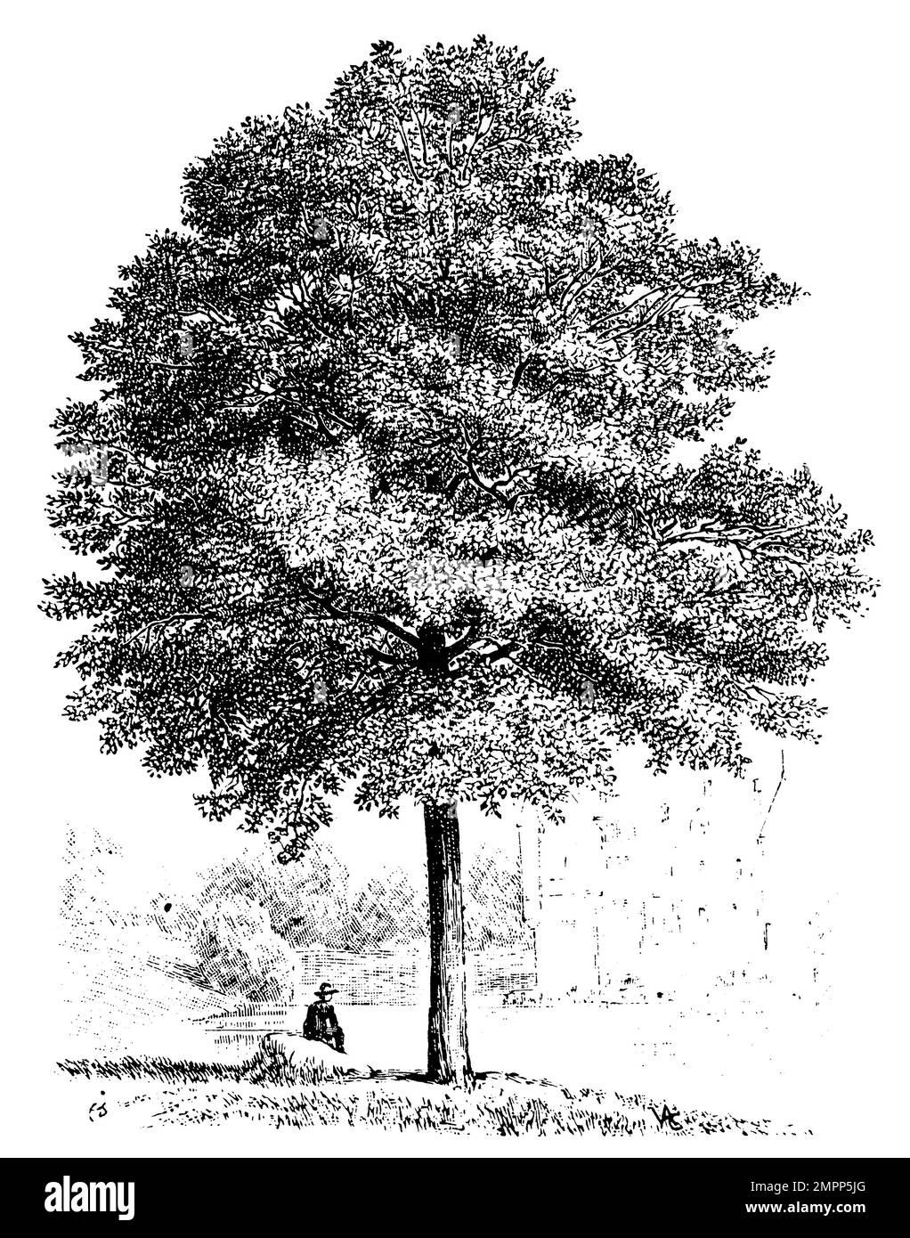 pin oak, Quercus palustris, (, 1911), SumpfEiche, Chêne des marais