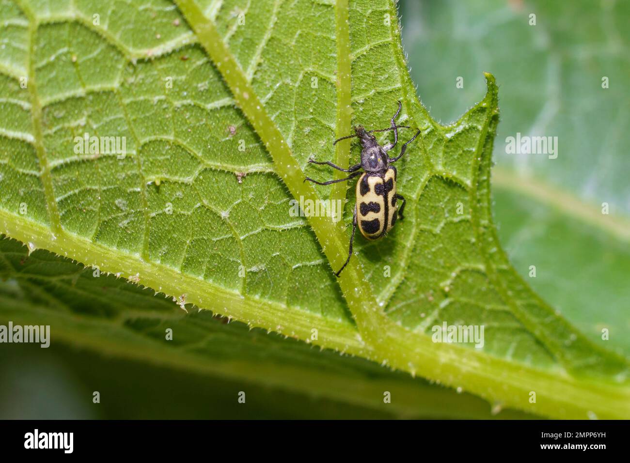 A pollen beetle (Astylus atromaculatus) feeding on zucchini leaves in a