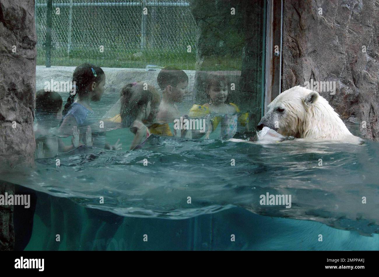 Cochrane polar bear habitat hi res stock photography and images alamy